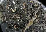 Polished Ammonites Marston Magna Marble - Tall #22095-1